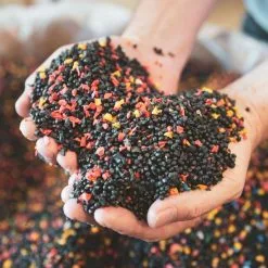 Giesser Messer SP 6cm Gebogen Limette Kneipchen Obst Gemüse Schäl Tourniermesser 10 Giesser Messer SP 6cm Gebogen Limette Kneipchen Obst Gemüse Schäl Tourniermesser -Haushalt & Küche Geschäft 561055127